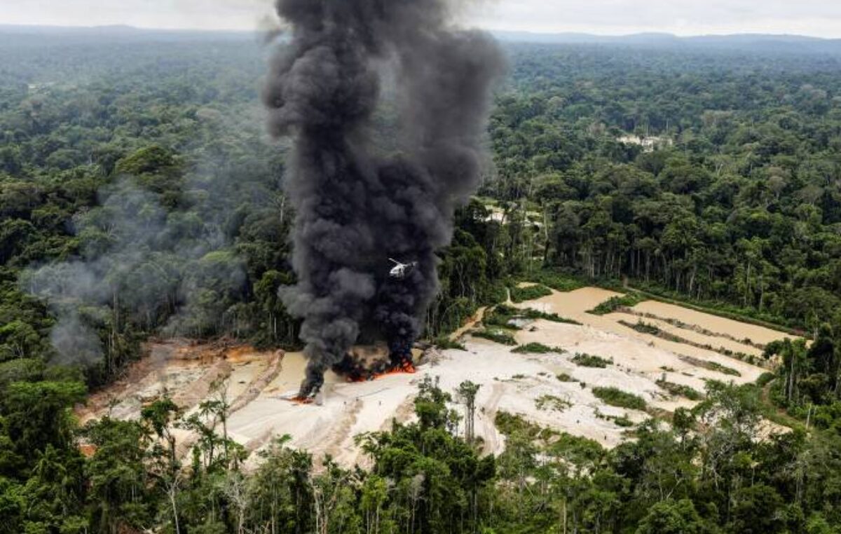 Ecóloga chama a atenção para o alto nível de desmatamento na Amazônia Legal em 2020
